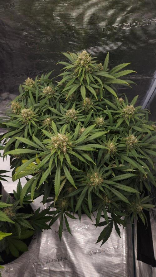 Dutch passion-Think fast. Week 13