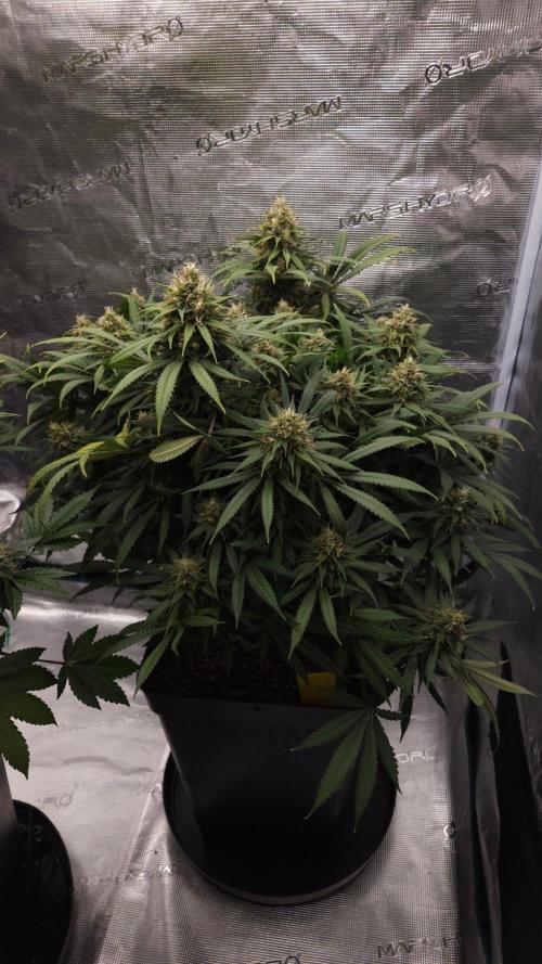 Dutch passion-Think fast. Week 13