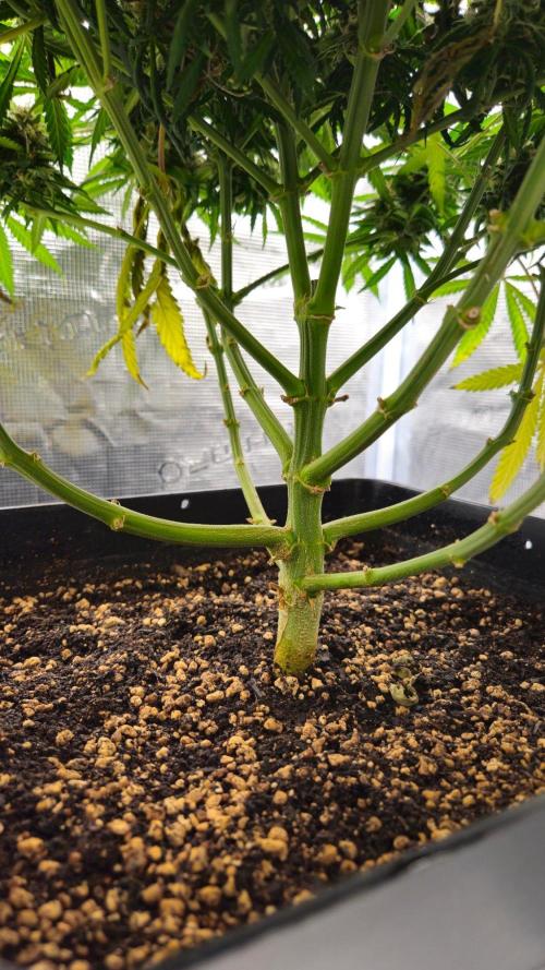 Dutch passion-Think fast. Week 13