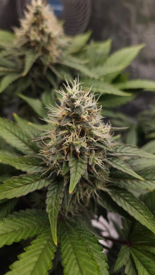 Dutch passion-Hifi 4g. Week 13