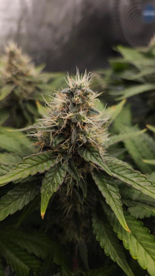 Dutch passion-Hifi 4g. Week 13