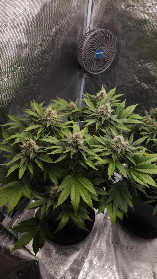 Dutch passion-Hifi 4g. Week 13