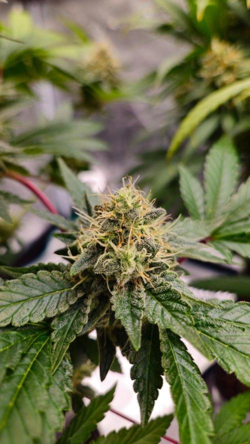 Dutch passion-Hifi 4g. Week 13