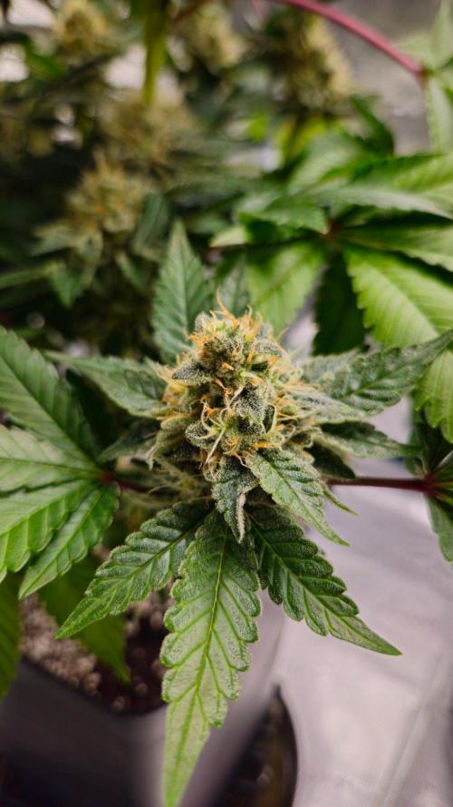 Dutch passion-Hifi 4g. Week 13