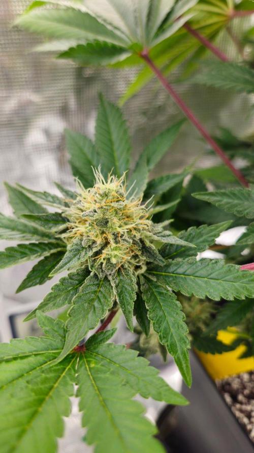 Dutch passion-Hifi 4g. Week 13