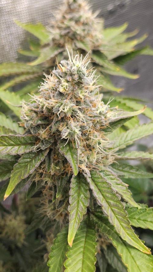 Dutch passion-Hifi 4g. Week 14