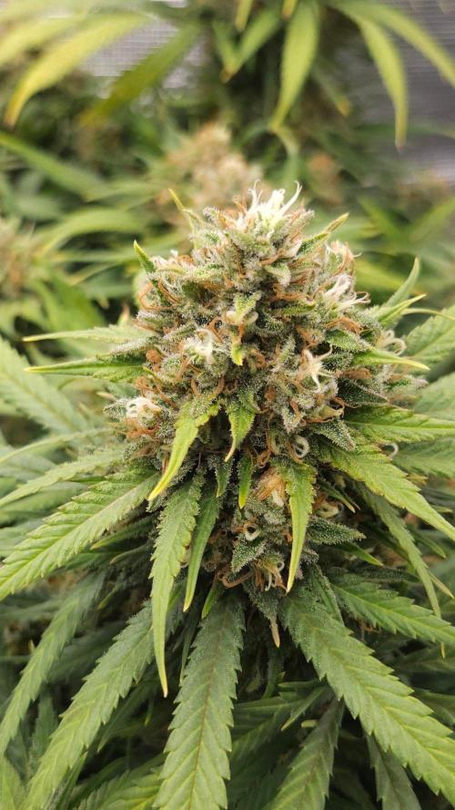 Dutch passion-Think fast. Week 14