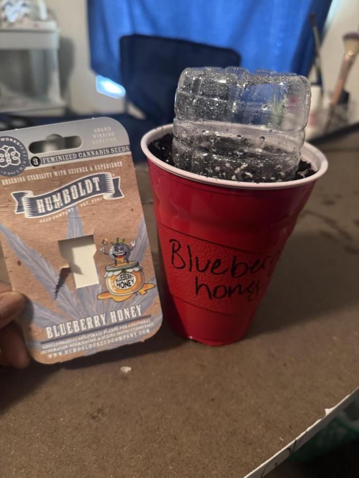 Blueberry Honey. Week 0