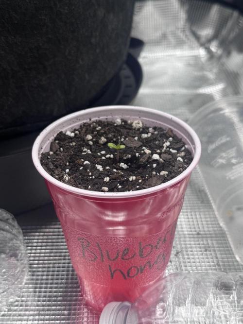 Blueberry Honey. Week 1 - 3/30
Day 1