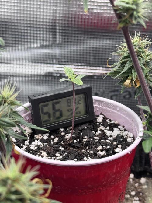 Blueberry Honey. Week 1 - 4/4 just watered at 4:47 p.m w/ dechlorinated tap
Day 6

4/6- Day 8 wet soil 
