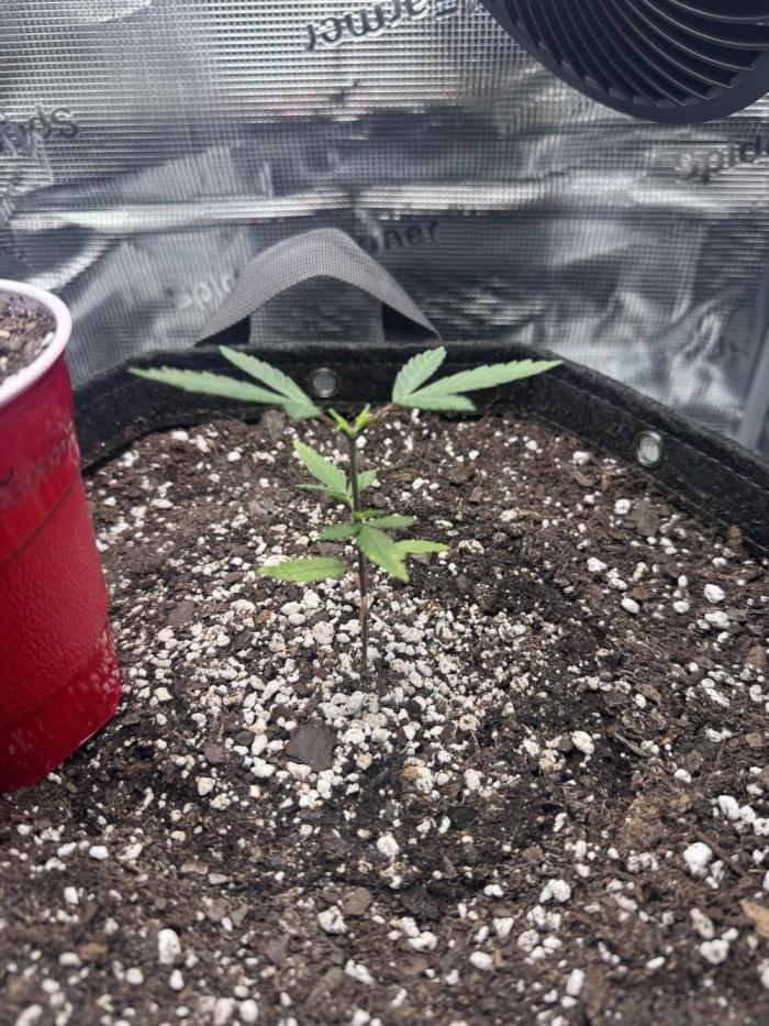 Blueberry Honey. Week 4 - Recovering from overwatering and transplanted into 5 gal pot also topped 4/25