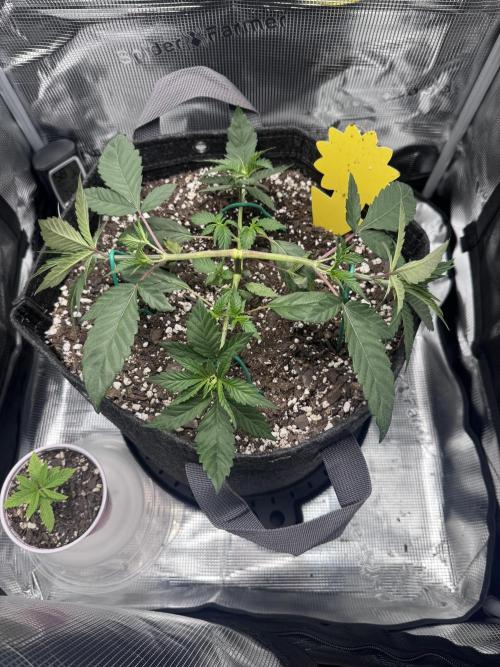 Blueberry Honey. Week 5 - Top view