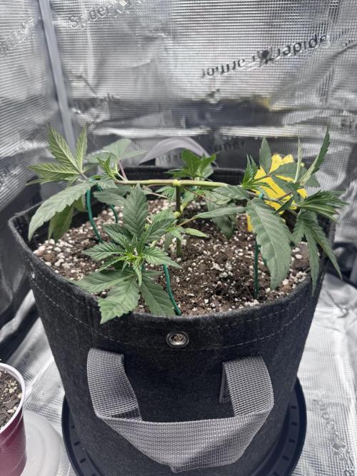 Blueberry Honey. Week 5 - More of the whole plant
5/6