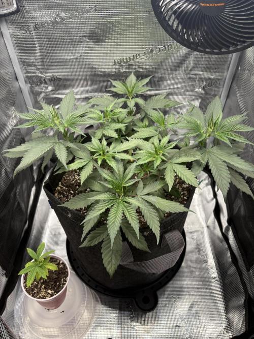 Blueberry Honey. Week 5
