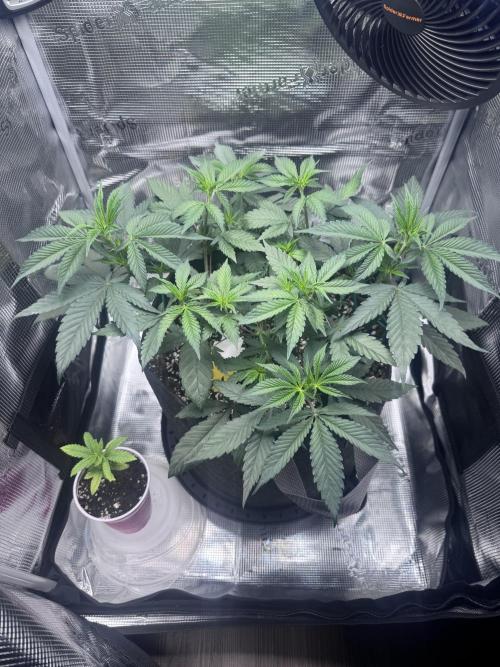 Blueberry Honey. Week 6 - Before HST