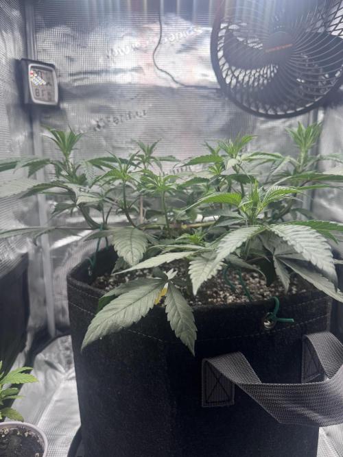 Blueberry Honey. Week 6