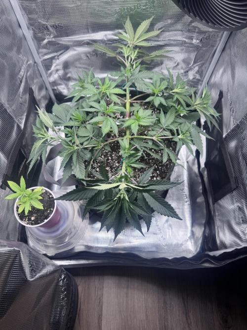 Blueberry Honey. Week 6 - After HST