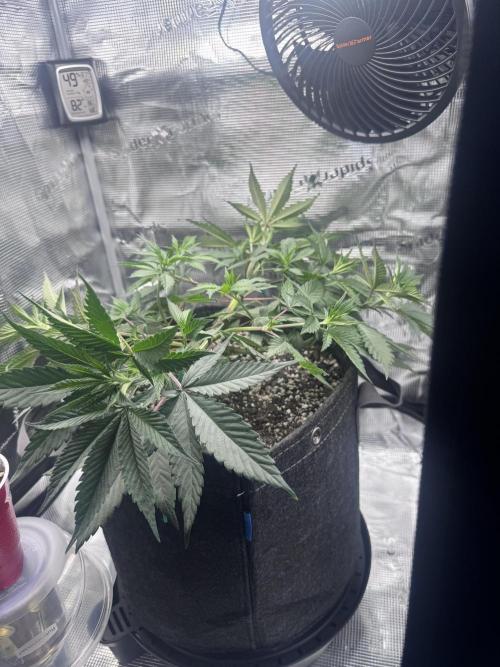 Blueberry Honey. Week 6