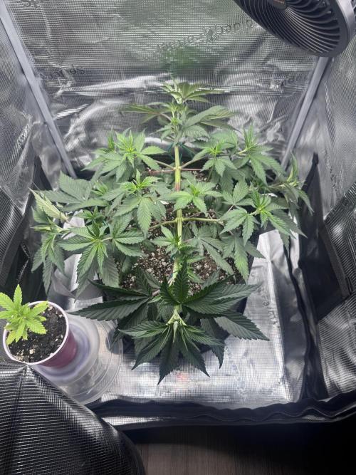 Blueberry Honey. Week 6