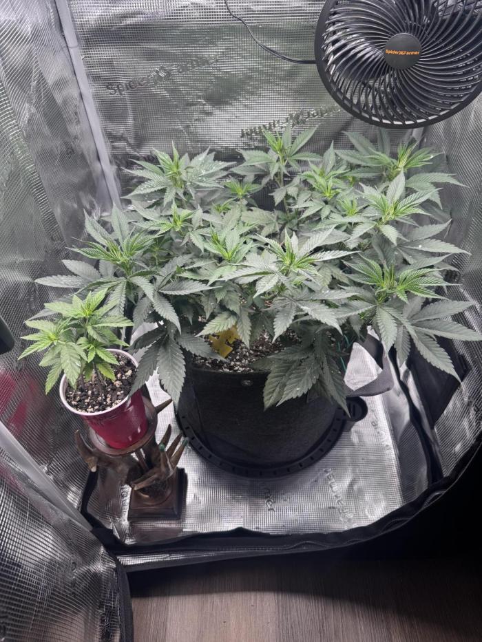Blueberry Honey. Week 7
