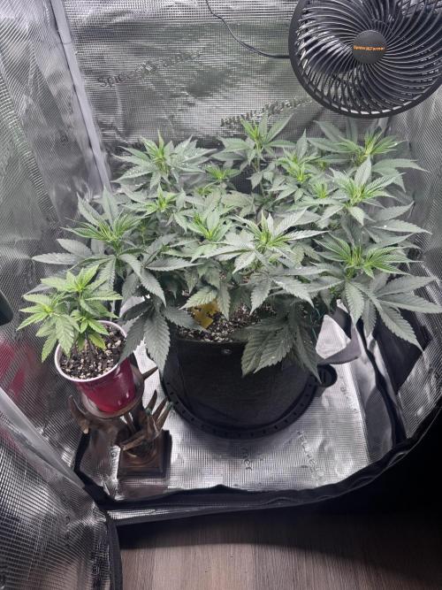 Blueberry Honey. Week 7