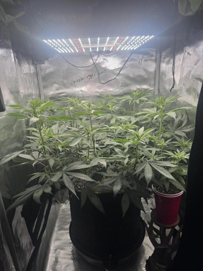 Blueberry Honey. Week 8