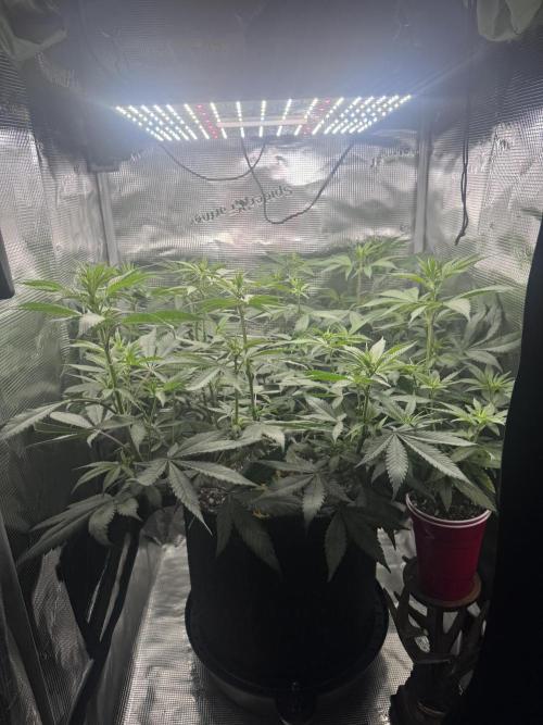 Blueberry Honey. Week 8