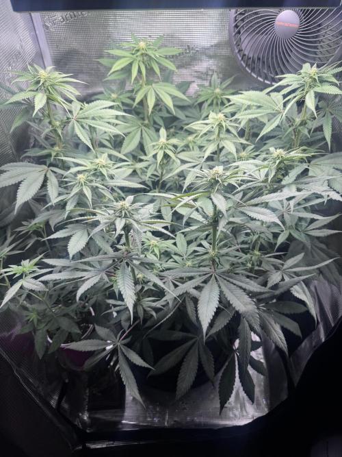 Blueberry Honey. Week 9 - 6/3