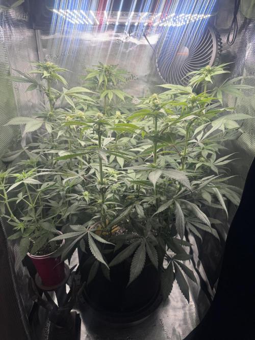 Blueberry Honey. Week 9