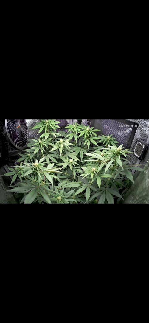 Blueberry Honey. Week 9