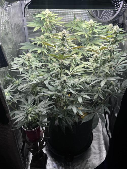 Blueberry Honey. Week 10