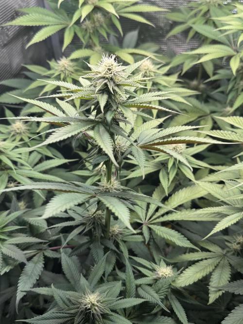 Blueberry Honey. Week 10