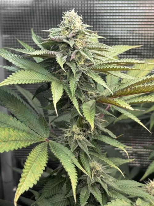 Blueberry Honey. Week 11