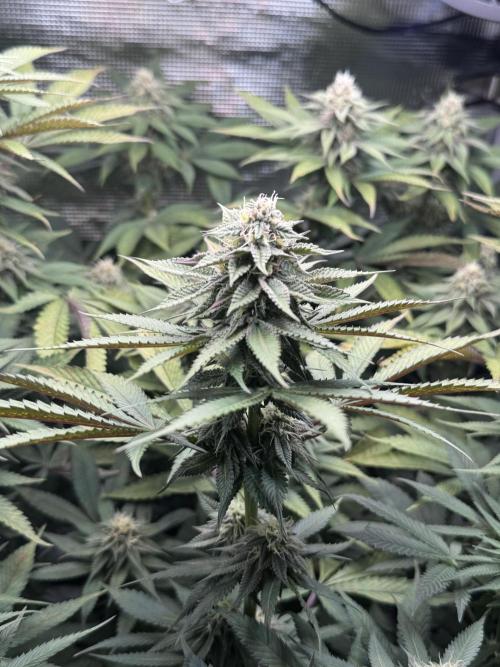 Blueberry Honey. Week 11