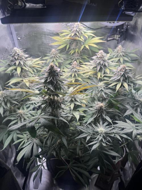 Blueberry Honey. Week 12