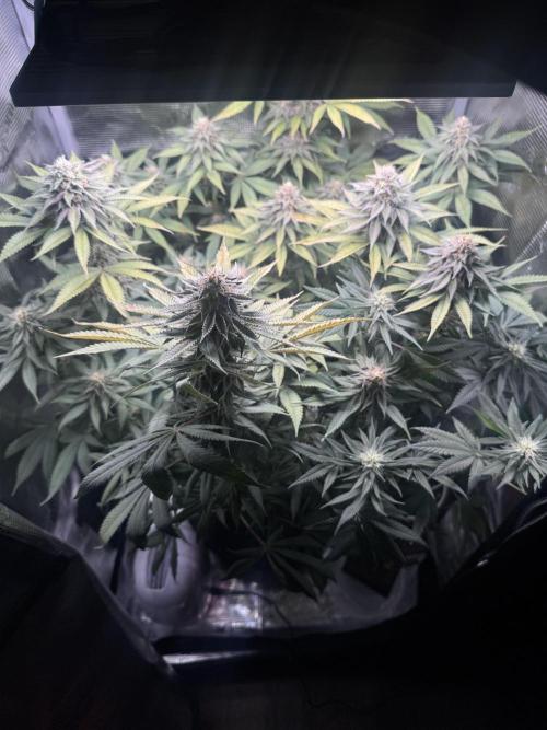 Blueberry Honey. Week 12