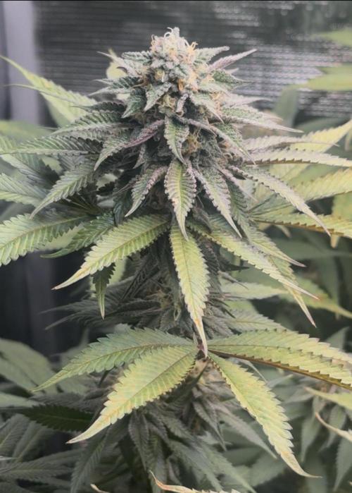 Blueberry Honey. Week 12