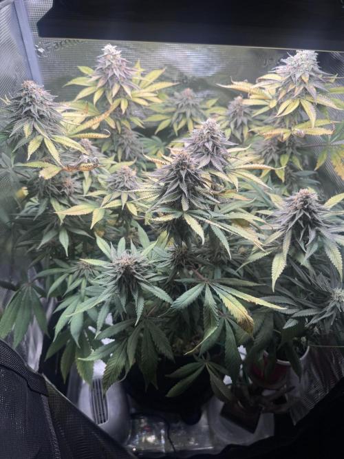 Blueberry Honey. Week 13
