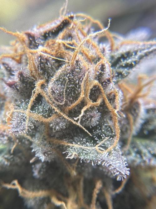 Blueberry Honey. Week 13