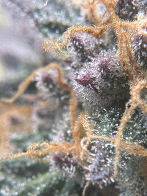 Blueberry Honey. Week 13