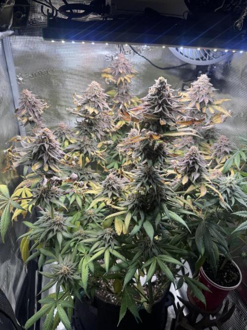 Blueberry Honey. Week 14