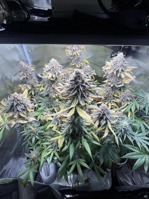 Blueberry Honey. Week 14