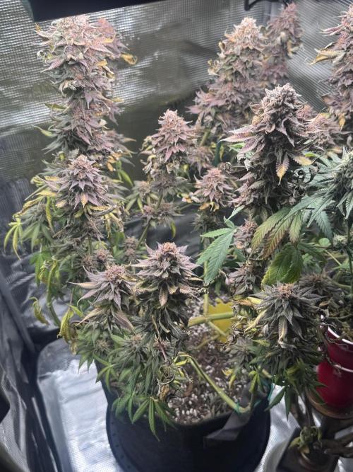 Blueberry Honey. Week 15