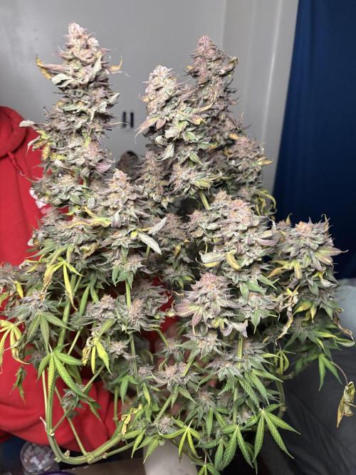Blueberry Honey. Week 15