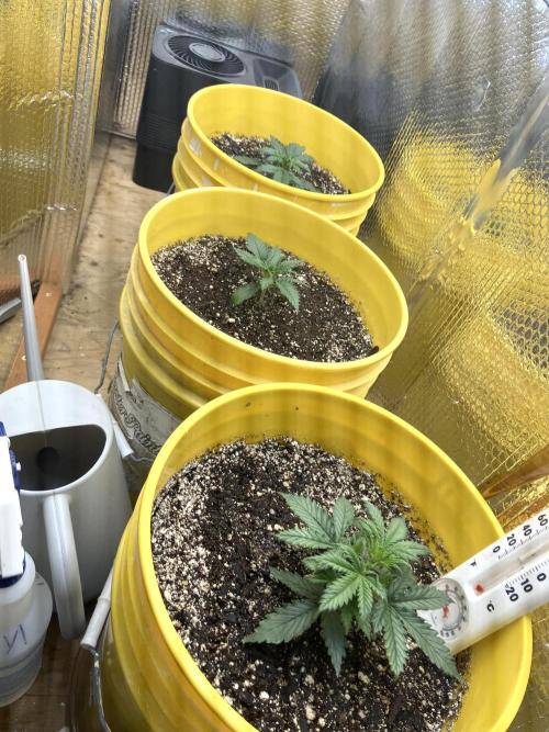 Gorilla Cookies Auto Fast Buds. Week 3