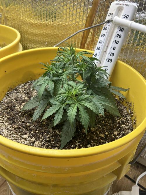 Gorilla Cookies Auto Fast Buds. Week 3