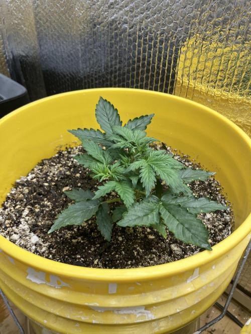 Gorilla Cookies Auto Fast Buds. Week 3