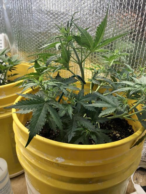 Gorilla Cookies Auto Fast Buds. Week 4