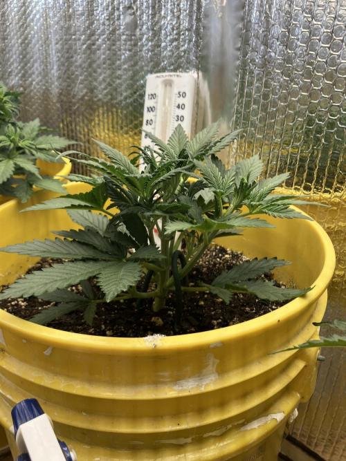 Gorilla Cookies Auto Fast Buds. Week 4