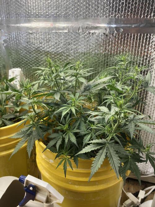 Gorilla Cookies Auto Fast Buds. Week 4